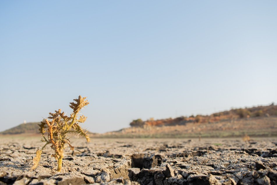 Lange Dürreperioden können eine Folge des Klimawandels sein. (Symbolbild)