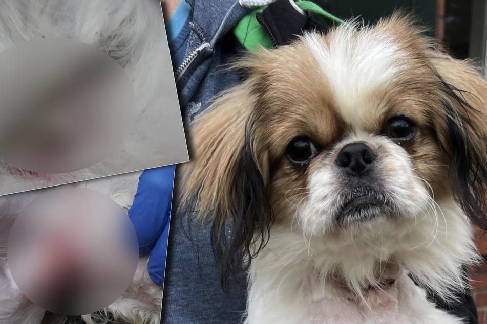 Hund leidet Höllenqualen: Verwahrloster Micky wird mit eingewachsenem Halsband notoperiert