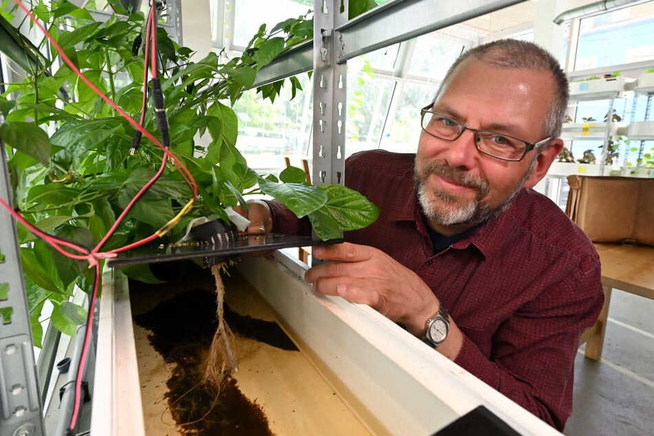 Stefan Willi (58) ist stolz auf die Nutzpflanzen aus der Hydro-Kultur.