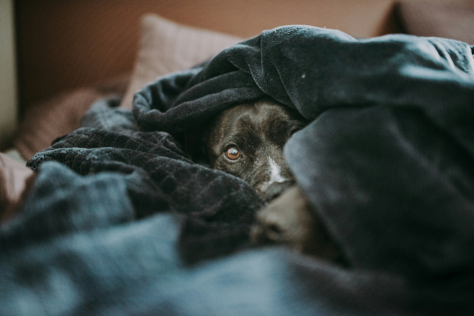 If you are thinking about getting your dog a blanket, prepare to start blanket training.