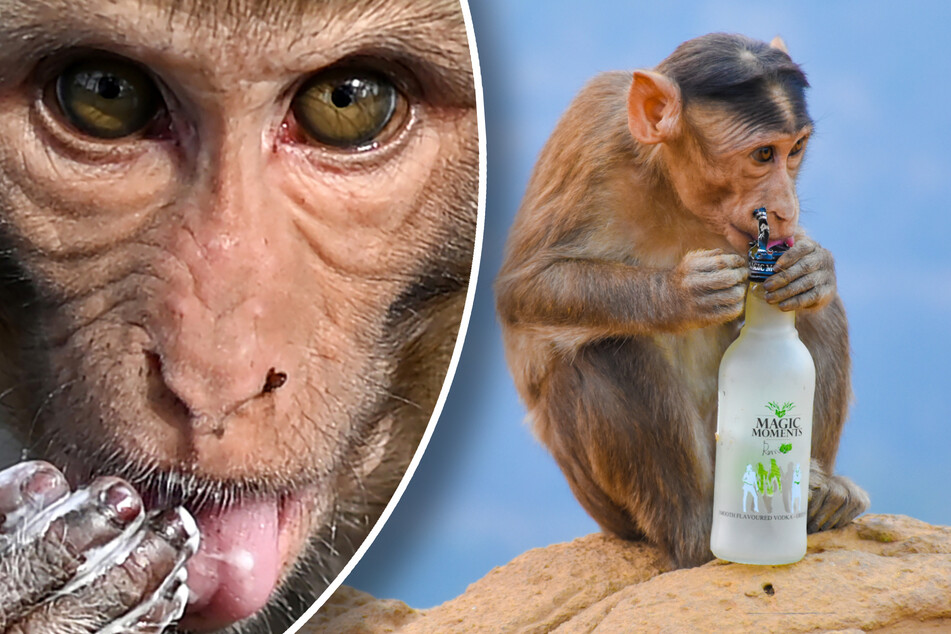Soll schon 4000 Menschen gebissen haben: Affe trinkt jeden Tag Alkohol und wird aggressiv