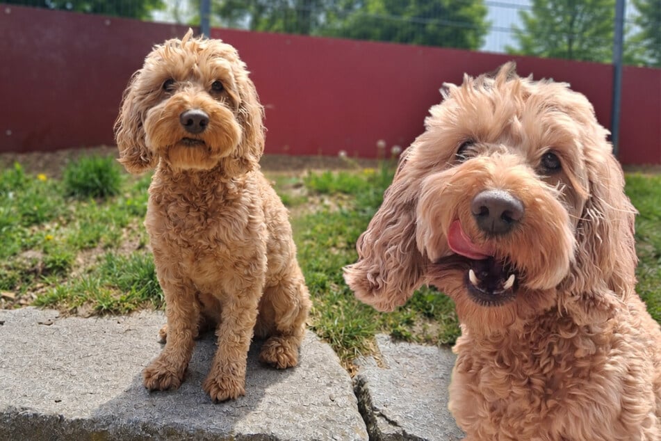 Cockapoo sieht supersüß aus, doch genau das ist sein Problem