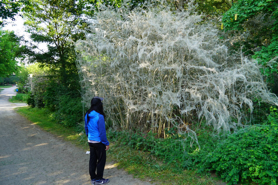 Eine Passantin bestaunt die "Geister"- Bäume am Eppendorfer Mühlenteich.