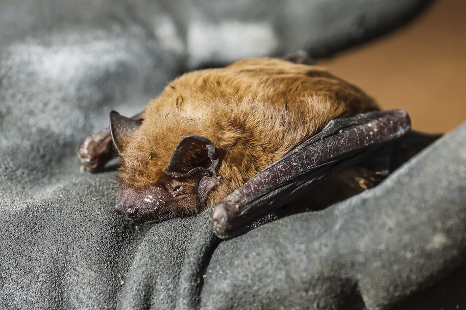 Die Tierchen sollten für alles sorgen - aber nicht für Unwohlsein!