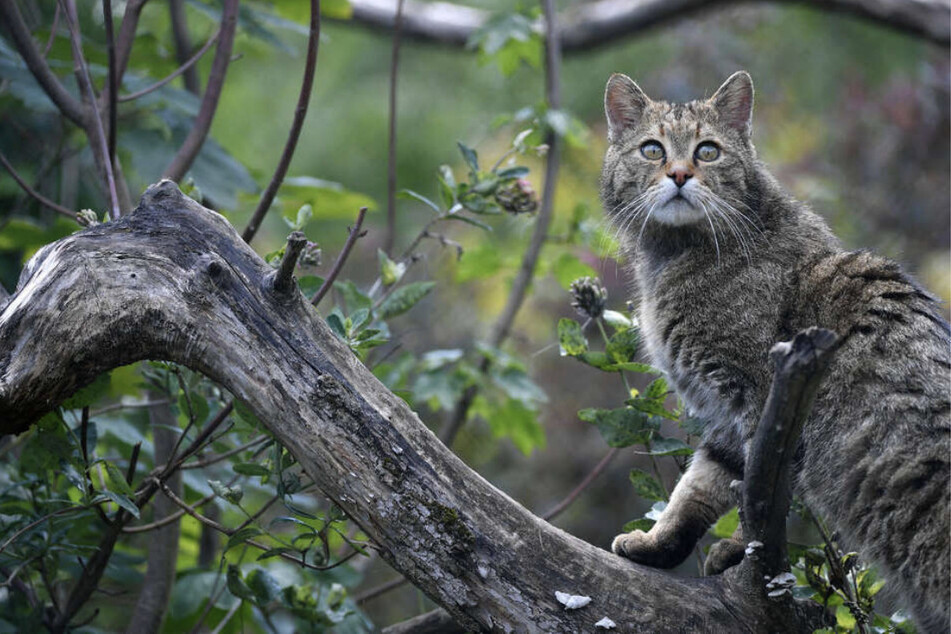 Wildkatzen wie diese will der BUND bei ihrer Wanderung zwischen den verschiedenen Waldgebieten unterstützen. (Symbolbild)