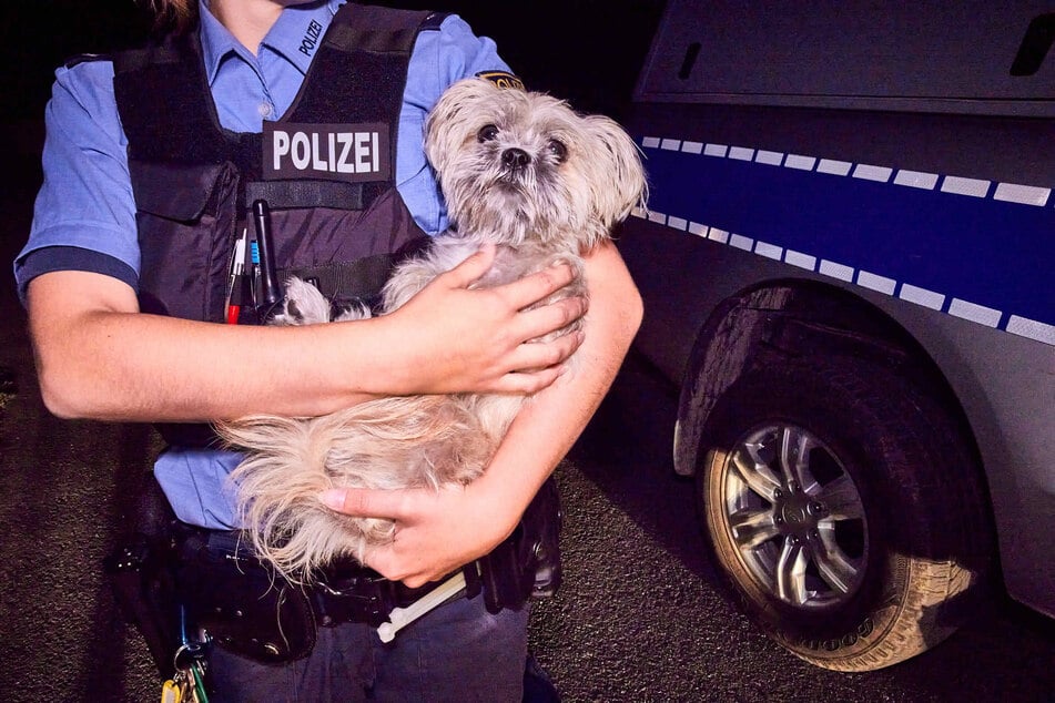 Auch dieses Hündchen war in die Jagd involviert: Der kleine Vierbeiner gehörte offenbar dem Paar, das vor der Polizei flüchtete und befindet sich nun vorerst im Tierheim.