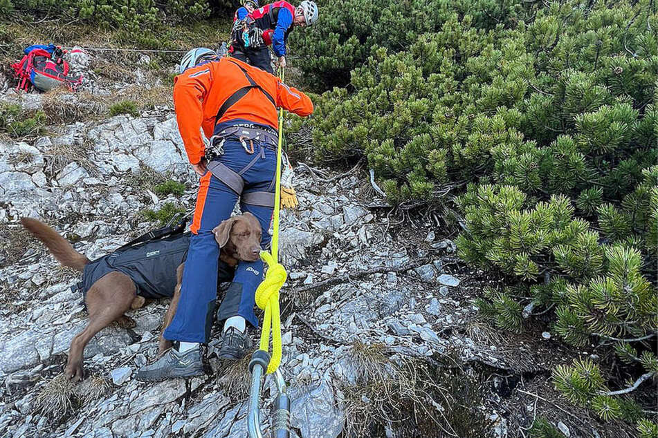 Der braune Labrador blieb zum Glück unverletzt.