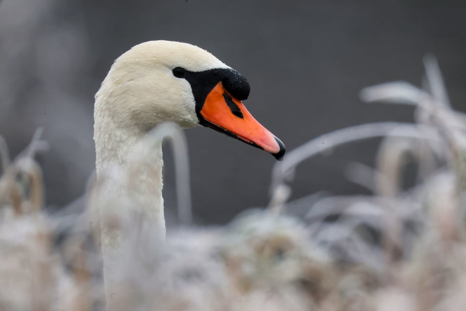 Ein Schwan sorgte am Samstag für einen Polizeieinsatz in Oranienburg (Oberhavel). (Symbolbild)