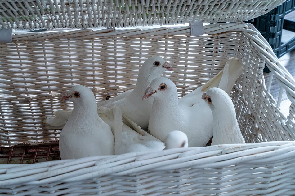 Auf der diesjährigen Rassegeflügelausstellung in Leipzig dürfen nur Tauben und Kaninchen vorgeführt werden. (Symbolbild)
