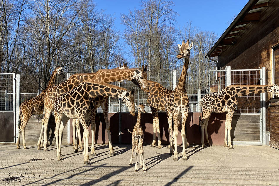 Schnuckelig: Das Giraffen-Baby in Zoo Leipzig durfte am Mittwoch das separate Gehege verlassen und die Herde kennenlernen.