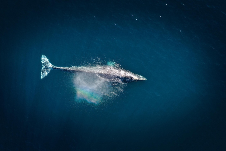 Der Blauwal bringt unglaubliche 200 Tonnen auf die Waage.