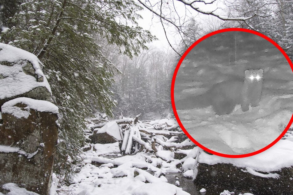 200 Jahre hat ihn niemand gesehen: Kamera fängt diesen kleinen Kerl ein