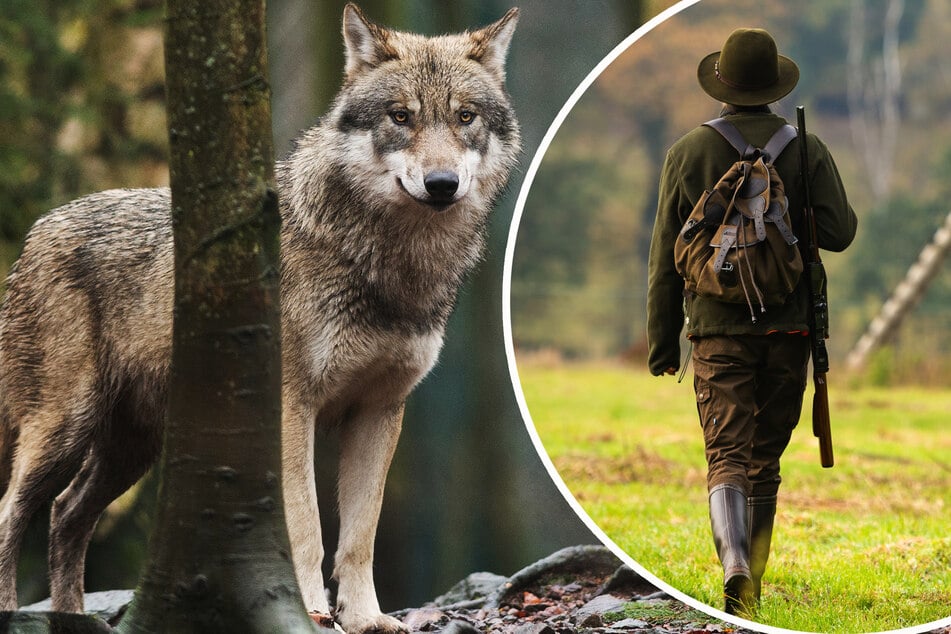 Immer mehr Jägerinnen in Sachsen: Frauen mischen sich in Wolf-Debatte ein