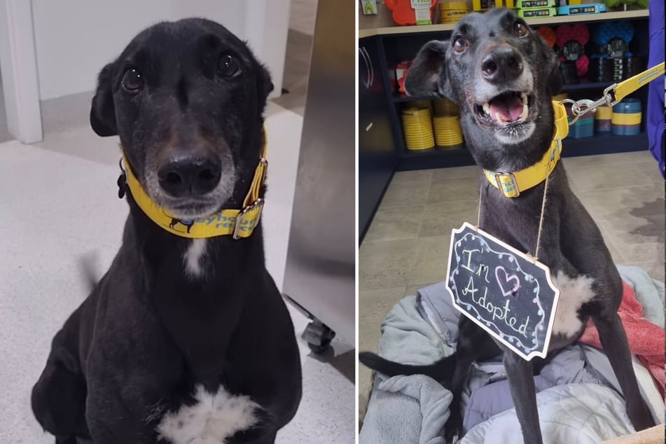 Olympus wurde nach knapp vier Jahren adoptiert.