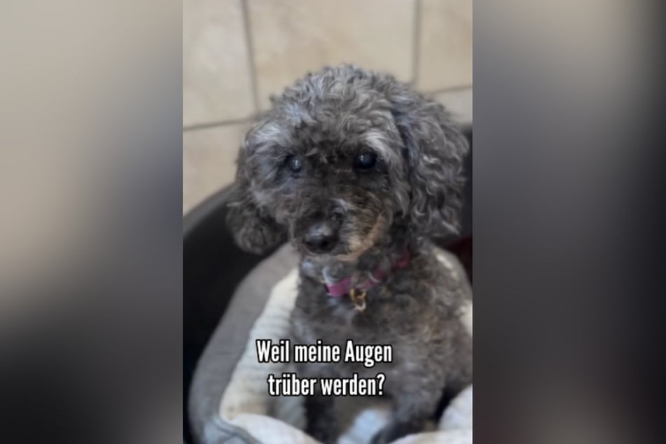 Trotz kleiner gesundheitlicher Probleme fühlt sich Lina noch pudelwohl und hofft auf ein neues Zuhause.