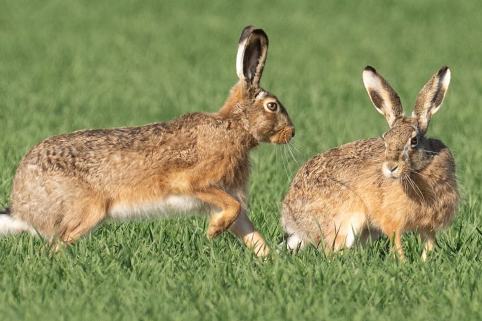 Ostern gesichert: Feldhasen fühlen sich in NRW ganz besonders wohl, vor allem in Köln