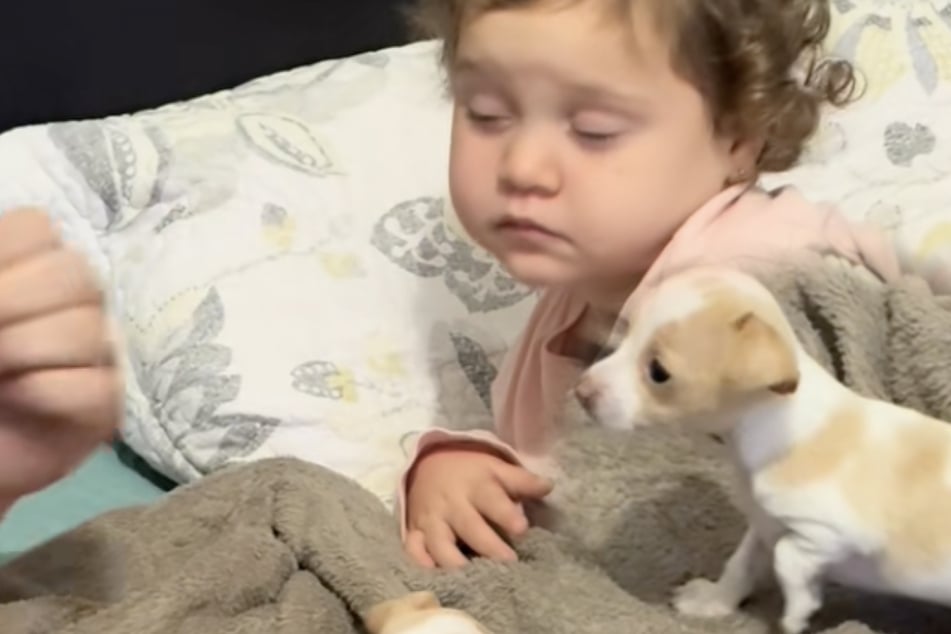 "Miedo pánico": Regalo de cachorro desata ola de indignación