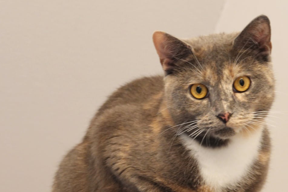 ¡Gwyneth estaba tan cerca de su final feliz! ¿Quién le regala su corazón a la pequeña?