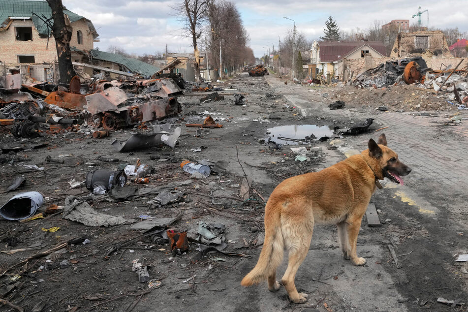 Ein Hund streift um zerstörte Häuser und russische Militärfahrzeuge in Butscha.