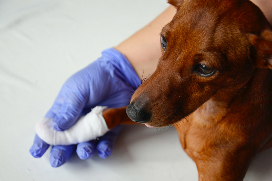 Hund tappt in Schlagfalle, Polizei hat fiesen Verdacht