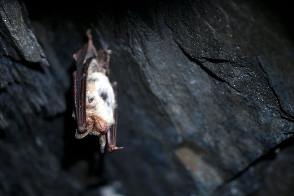Ein Großes Mausohr klammert sich an einen Felsen: Die Tiere suchen im Sommer nach neuen Quartieren.