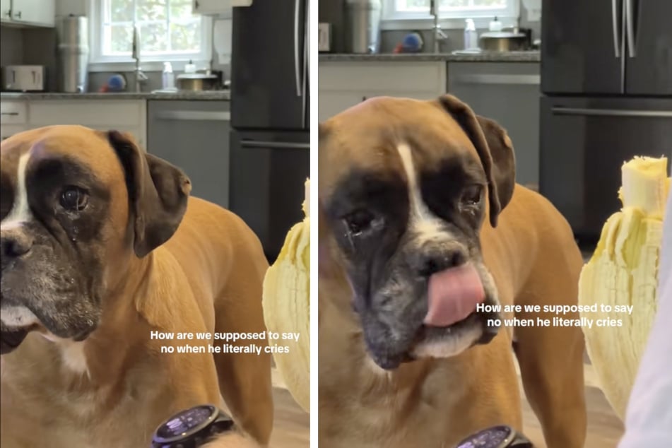 Hund "Bruno" aus den USA hat eine ausgeklügelte Taktik entwickelt, um an das leckere Essen seiner Besitzer zu kommen.