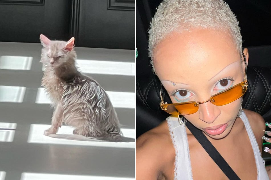 Doja Cat took to Instagram to share hysterical pics of her new cat, whose official name is Irving Saint John.