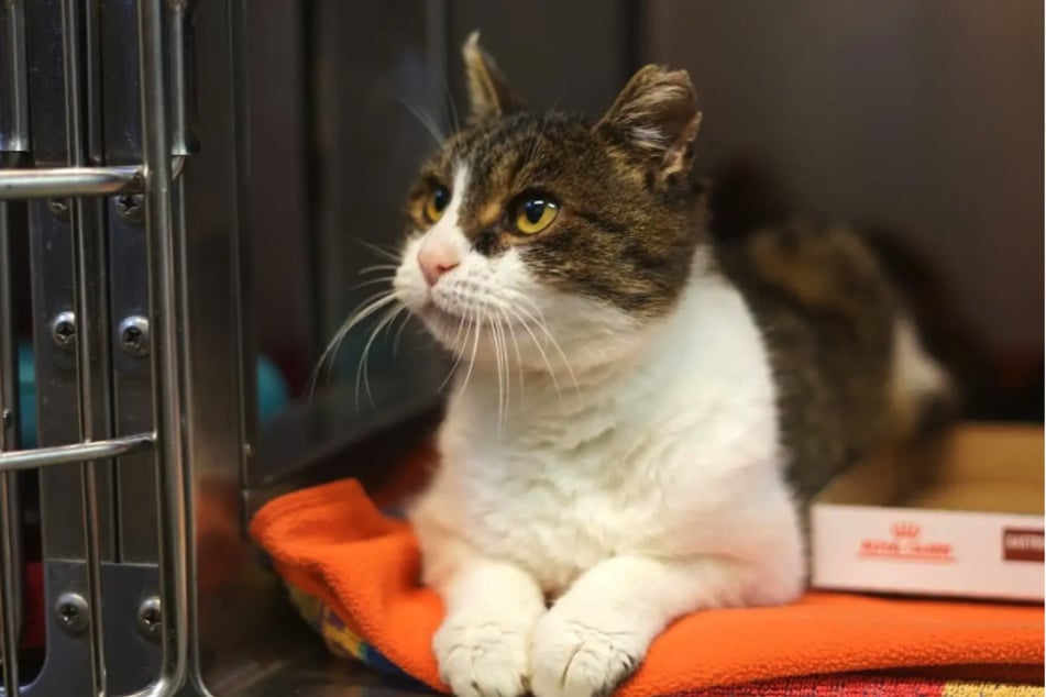 Kocour Rudi je zpočátku trochu zdrženlivý, ale po chvíli se stane velmi důvěřivým.