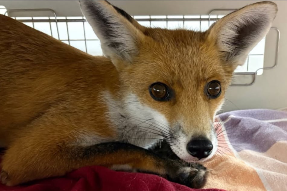 Aktuell wird der Fuchs wieder aufgepäppelt, damit er zu Kräften kommt. Danach darf er wieder in der Natur herumwildern.