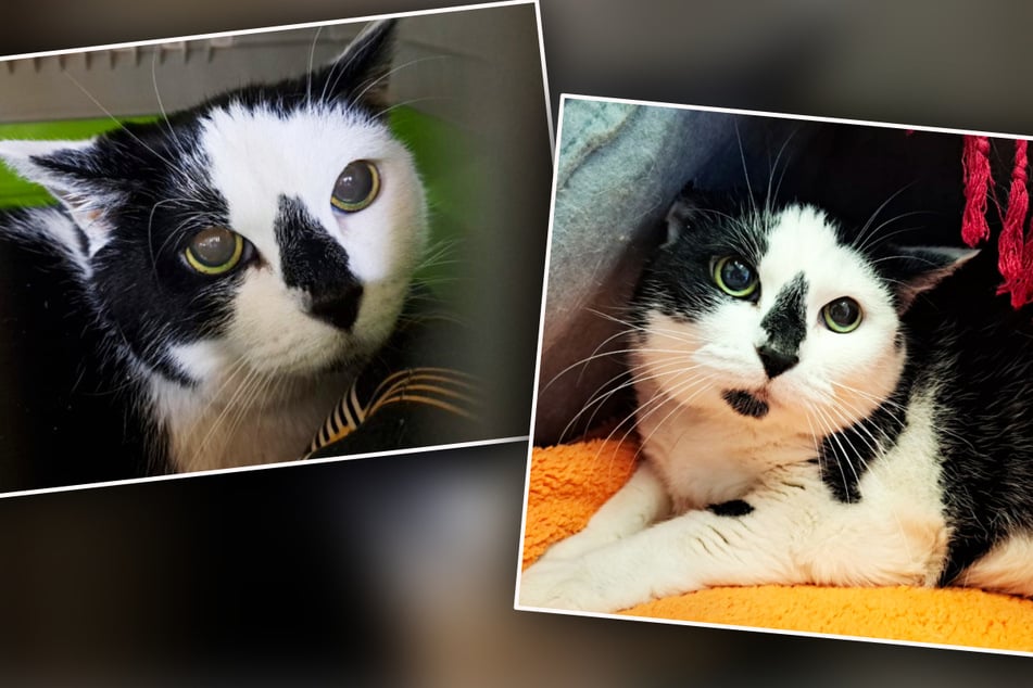 Katzen-Omi faucht und knurrt aus traurigem Grund: Wer akzeptiert sie und ihre Macken?