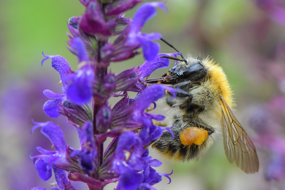 Eine Ackerhummel (Bombus pascuorum) sucht auf einer Pflanze in einem Garten nach Nektar.