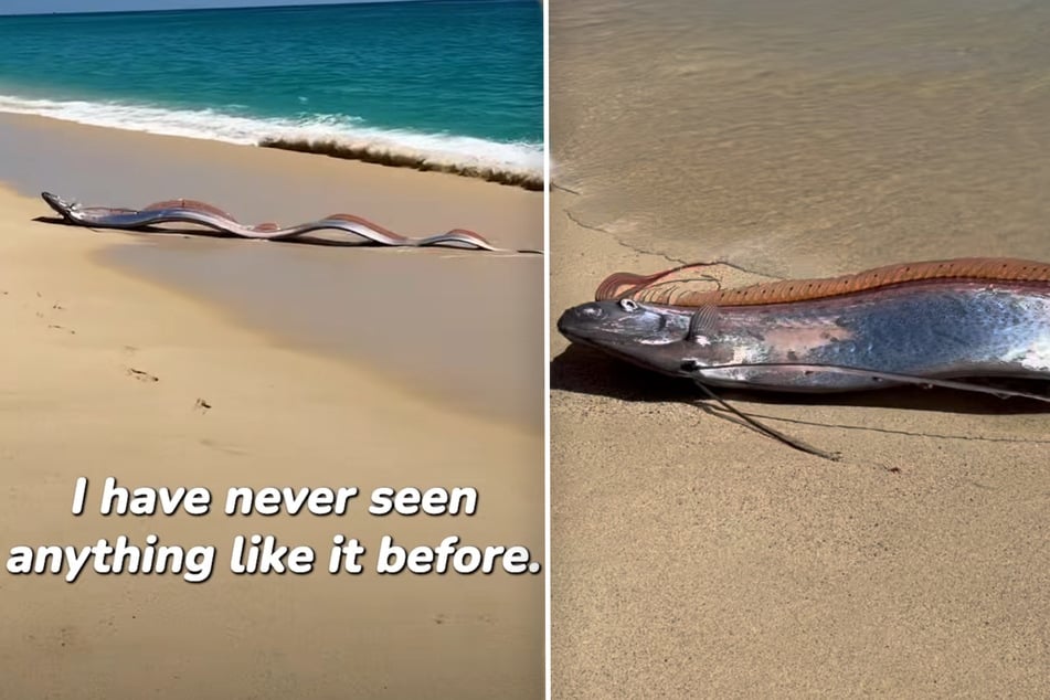 Zwei riesige "Weltuntergangsfische" an Küste angespült