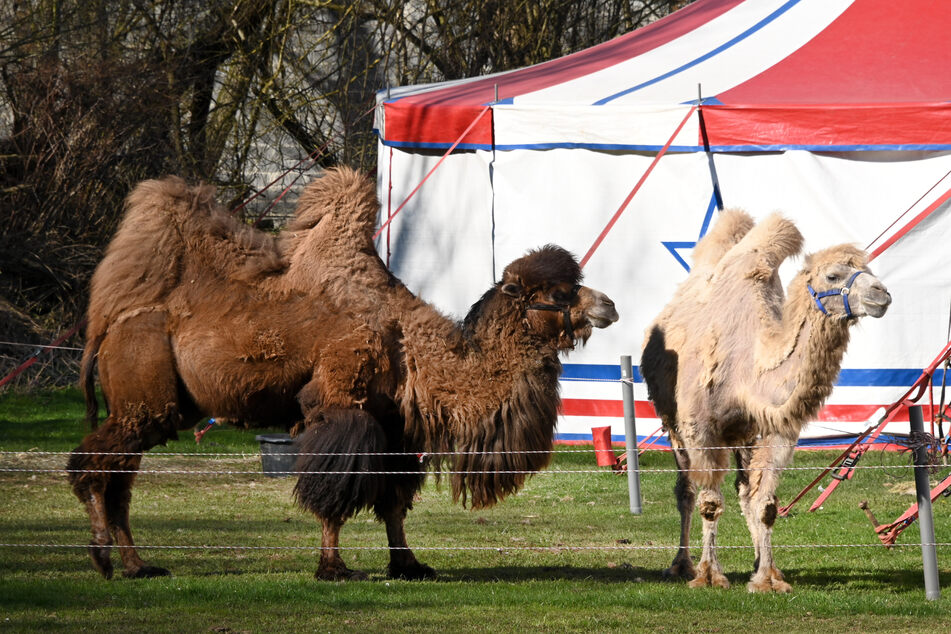 Vier Kamele und ein Pferd eines gastierenden Zirkus wurden durch unbekannte Täter in Magdeburg freigelassen. (Symbolbild)