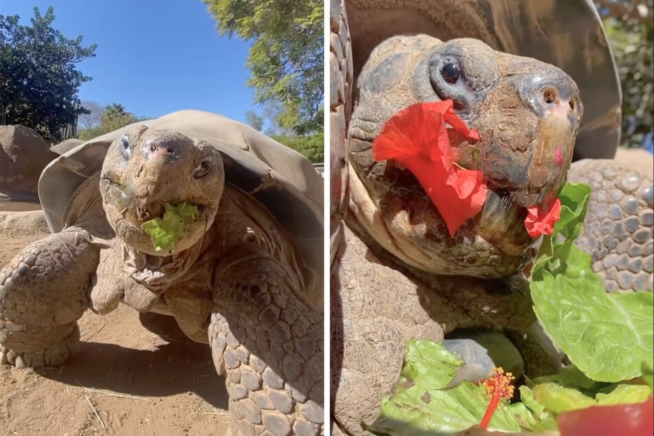 Galápagos-Riesenschildkröten können in freier Wildbahn über 100 Jahre alt werden - in zoologischen Einrichtungen sogar deutlich älter.