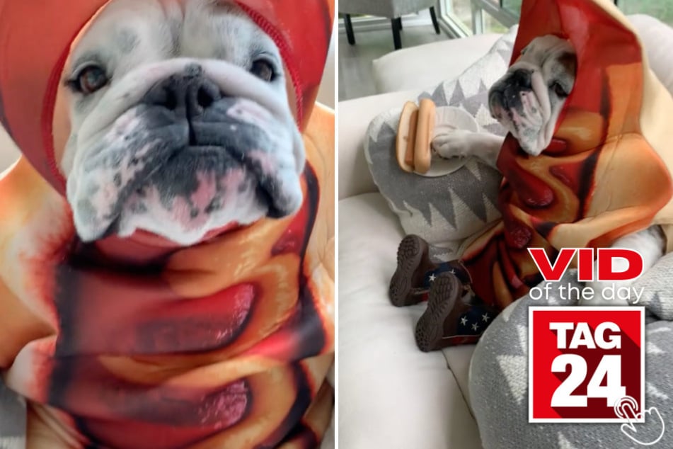 Today's Viral Video of the Day features a hilarious pup wearing a hot dog costume. Watch the video and see why millions are laughing!