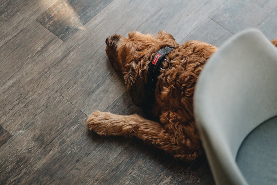 Dogs need to stay close to the table, preferably beside it or underneath, when at a restaurant.