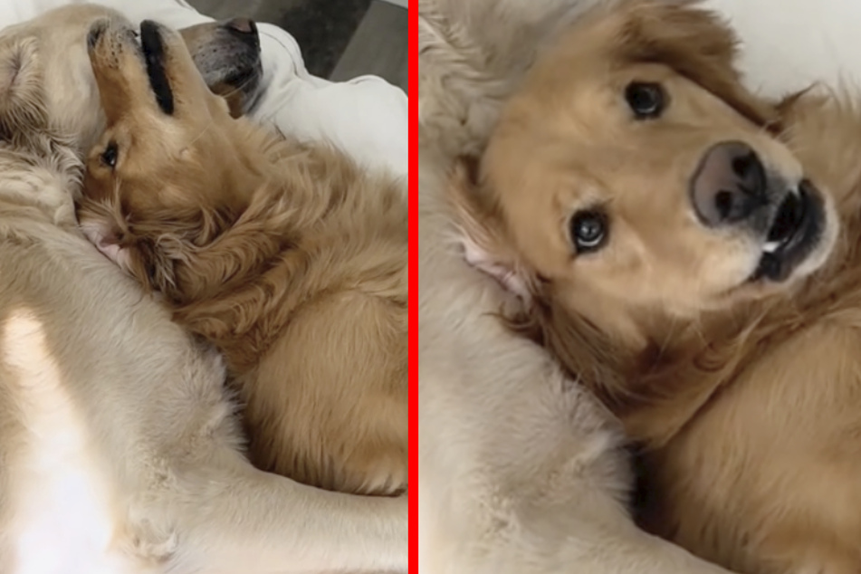 This Golden Retriever howling for her clingy brother to let go of her has got TikTokers delighted!