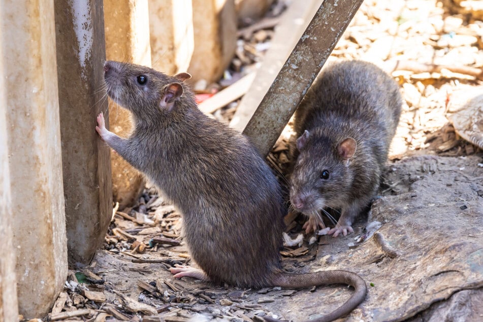 Ratten hausen unterhalb der Balkone im Erdgeschoss. (Symbolfoto)