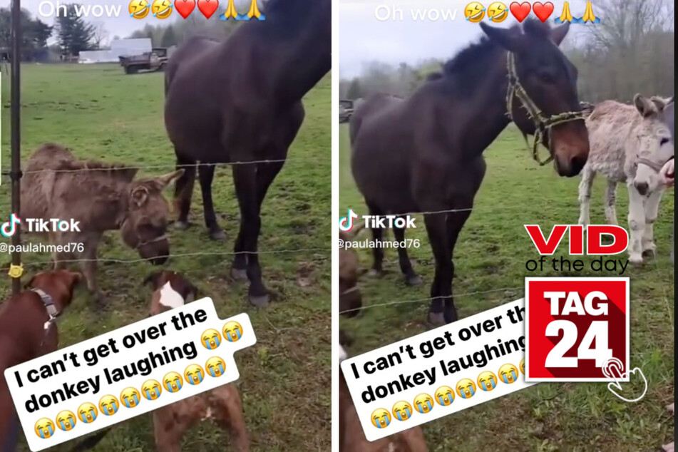 viral videos: Viral Video of the Day for April 29, 2023: Donkey vs. dog standoff is a kicker