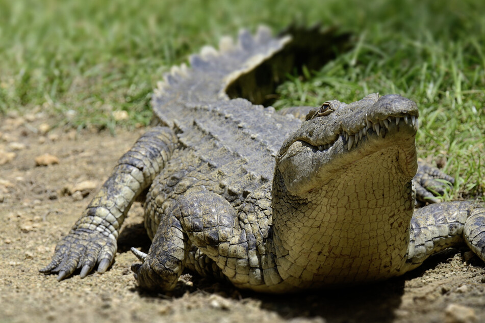 Zunächst gestalteten sich Rettungsversuche schwierig, da der Alligator die Leiche der Frau bewachte. (Symbolbild)