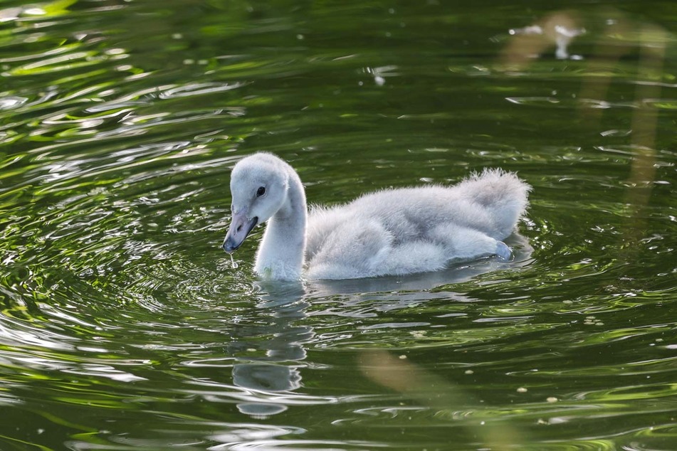 Erkundet bereits fleißig das Wasser des mittleren Weihers im Kölner Zoo: der kleine Trompeterschwan.