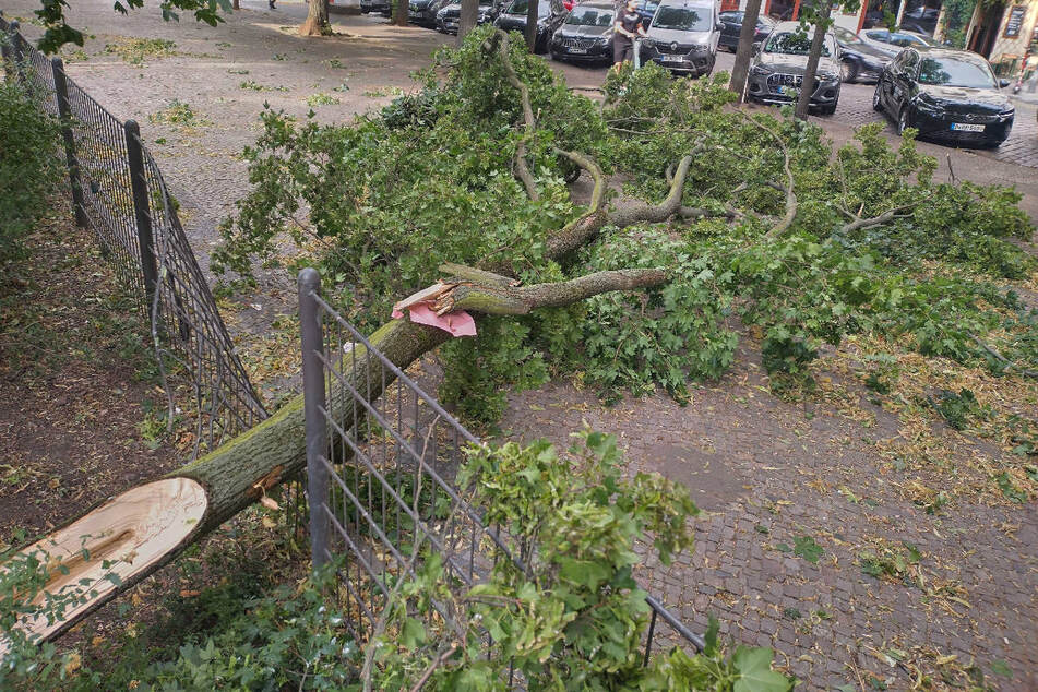 Überall im Stadtgebiet sind Bäume und Äste auf Wege ...