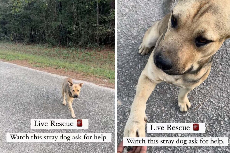 Stray dog's adorable plea for help has the internet weeping!