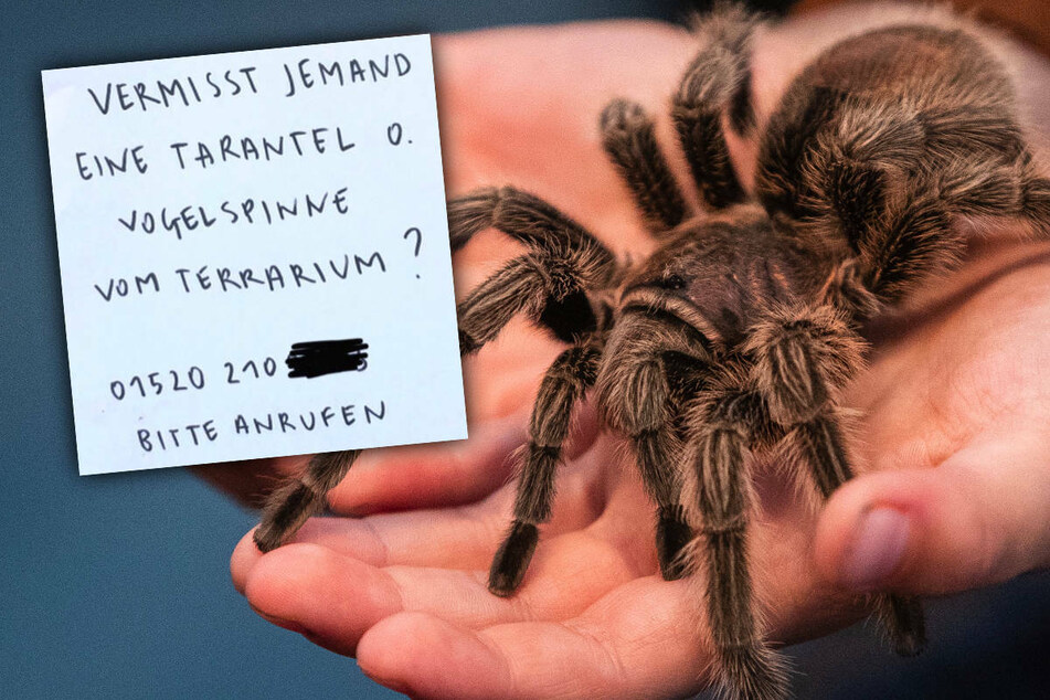Berlin: Berliner macht unheimliche Begegnung der achtbeinigen Art: "Ich glaub', ich Spinne"
