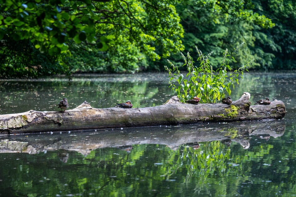Die naturbelassene Landschaft an der Zwönitz ist ein Refugium für Wasservögel.