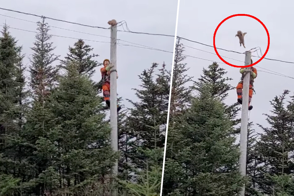 Cat stuck on electric pole takes drastic measures when would-be rescuer gets too close!