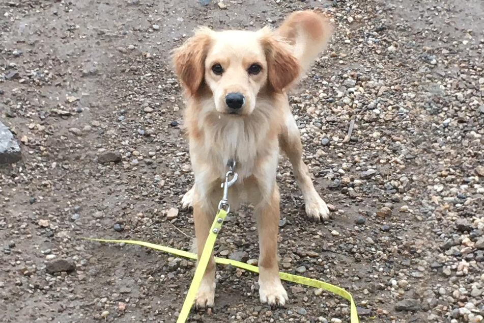 The dog was described as "quite dry and clean" - not typical characteristics for strays.