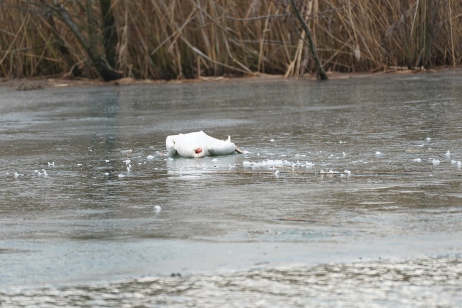 Auf dem Olbasee bei Malschwitz wurden rund 40 tote Schwäne entdeckt.