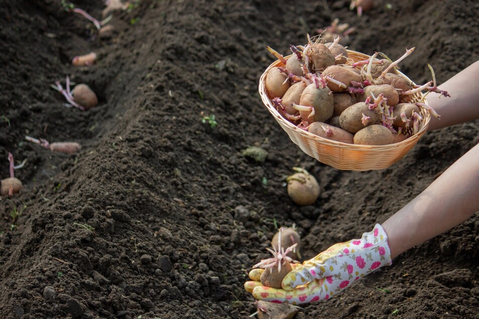 Im Frühling sollte man Kartoffeln pflanzen. Wann spätestens, ist abhängig von der Sorte.