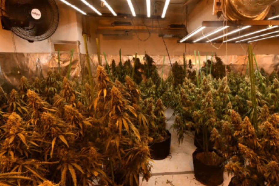 Indoorplantage entdeckt: Drei Männer hinter Gittern